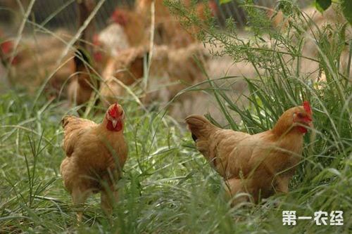 黄郎鸡的饲养方法及疾病防治