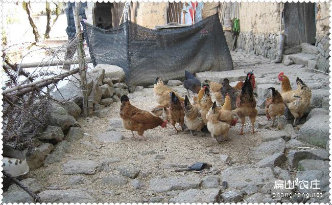农村人家收来的鸡不比饲养鸡