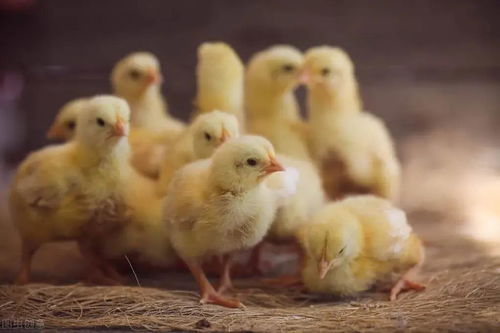 今日推荐 冬季肉鸡养殖,育雏期死亡率高的原因分析